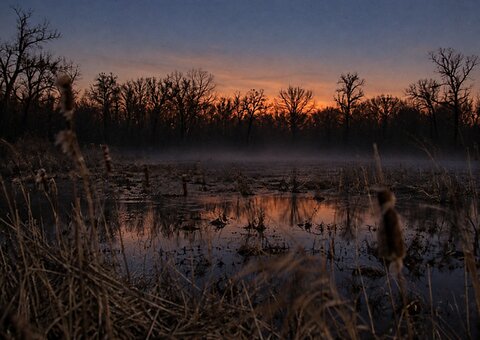 Rollins Savanna from the trail in early evening, cattails and open water reflecting the last light, treeline in background